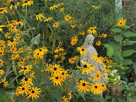A serene guardian, blooming amidst golden sunshine.